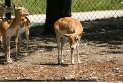 Antelope