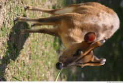 Whole Body Muntjac