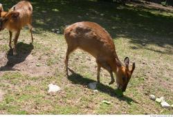 Whole Body Muntjac