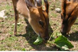 Head Muntjac