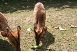 Whole Body Muntjac