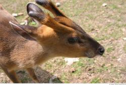 Head Muntjac