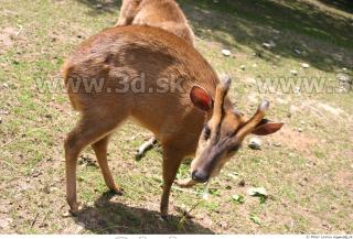 Muntjac 0016