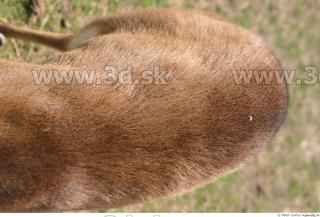 Muntjac 0020