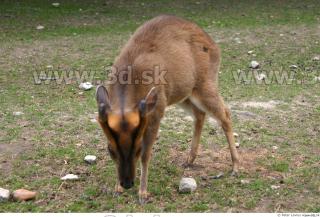 Muntjac 0022