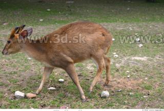 Muntjac 0025