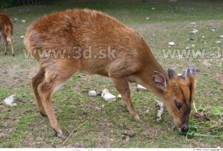 Muntjac 0030