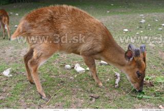 Muntjac 0031