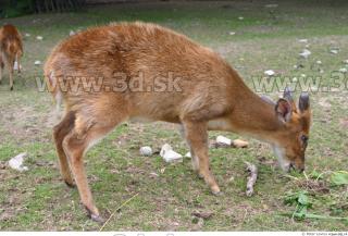 Muntjac 0032