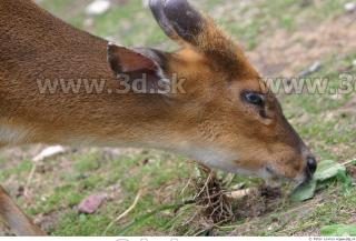 Muntjac 0033