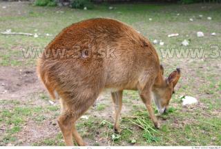 Muntjac 0034