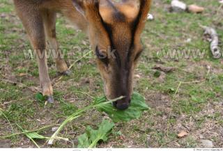 Muntjac 0035