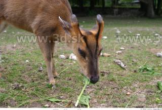 Muntjac 0036