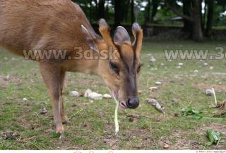 Muntjac 0037