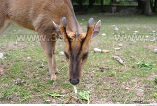 Muntjac 0038