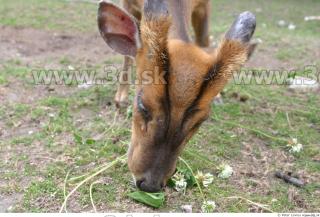 Muntjac 0039