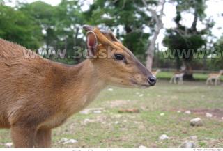 Muntjac 0041