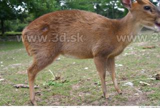 Muntjac 0042