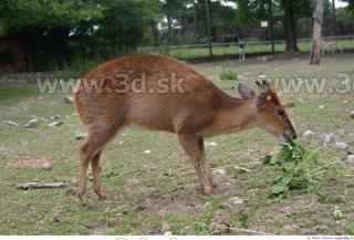 Muntjac 0043