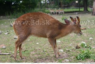 Muntjac 0045