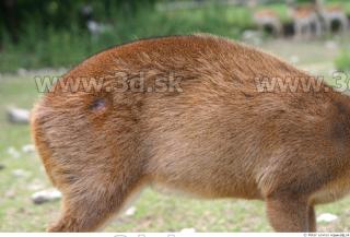 Muntjac 0046