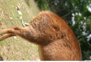 Muntjac 0049