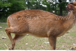 Muntjac 0050