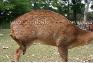 Muntjac 0051