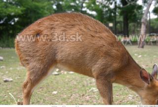 Muntjac 0052