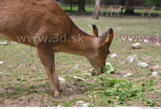 Muntjac 0053