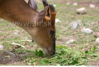 Muntjac 0054