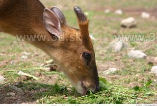 Muntjac 0055