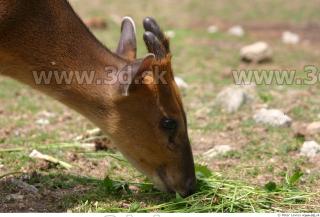 Muntjac 0056