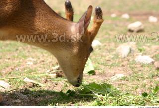 Muntjac 0057