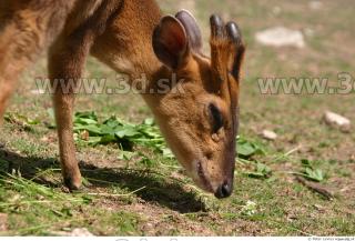 Muntjac 0068