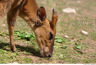 Muntjac 0069