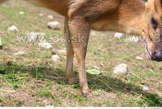 Muntjac 0071