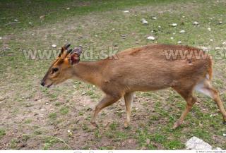 Muntjac 0078