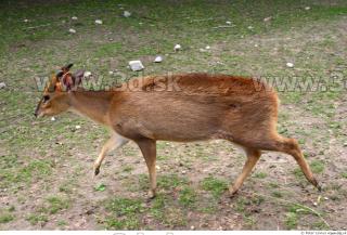 Muntjac 0079