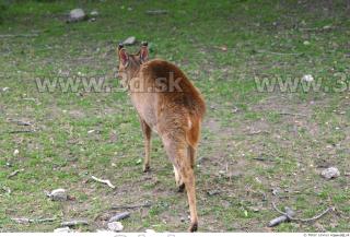 Muntjac 0081