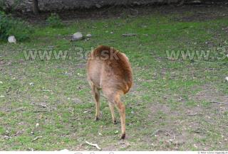 Muntjac 0082