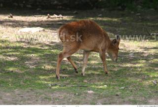 Muntjac 0083