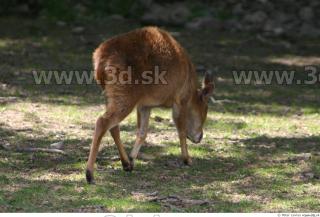 Muntjac 0084