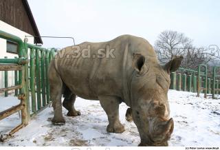 Rhinoceros poses 0001
