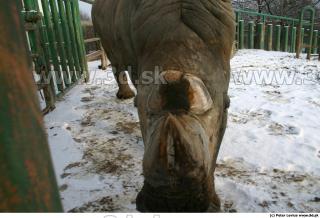 Rhinoceros poses 0002