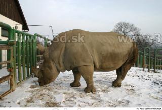 Rhinoceros poses 0003