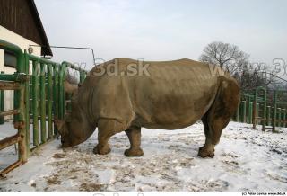 Rhinoceros poses 0004