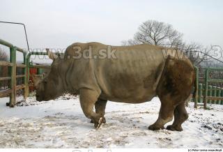 Rhinoceros poses 0005