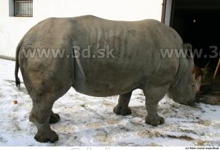 Rhinoceros poses 0007