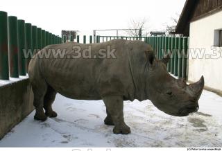 Rhinoceros poses 0008